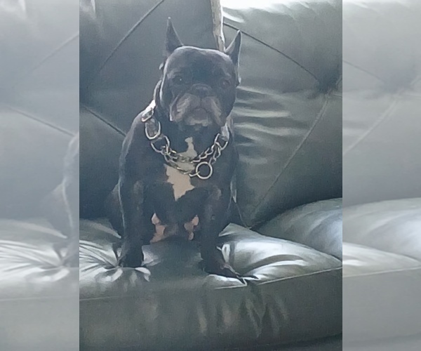 Medium Photo #1 French Bulldog Puppy For Sale in WILLIMANTIC, CT, USA