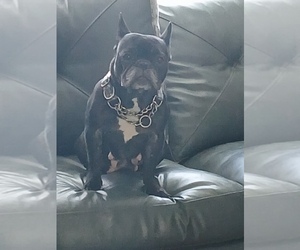 Mother of the French Bulldog puppies born on 03/27/2026