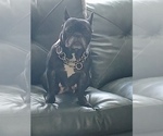 Small Photo #1 French Bulldog Puppy For Sale in WILLIMANTIC, CT, USA