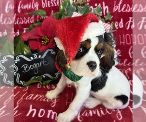 Cavalier King Charles Spaniel Puppy for Sale in ABILENE, Texas USA