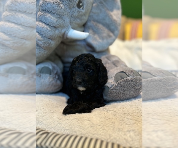 Medium Photo #14 Cockapoo Puppy For Sale in ROCHESTER, MN, USA