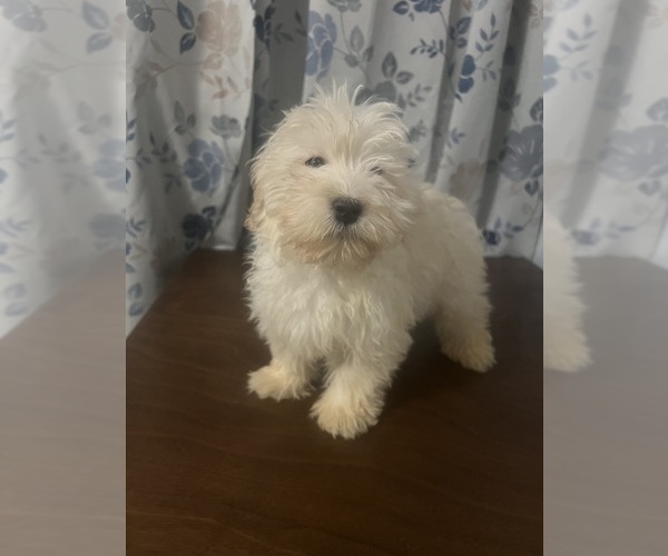 Medium Photo #79 Havanese Puppy For Sale in DURHAM, CT, USA