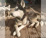 Small #11 Siberian Husky Mix