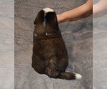 Small #15 Saint Bernard