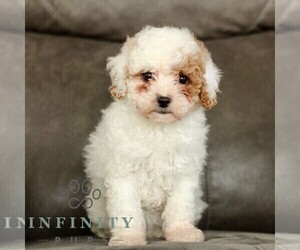 Cavapoo (Miniature) Puppy for sale in BIRD IN HAND, PA, USA