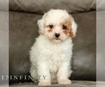 Small Cavapoo (Miniature)