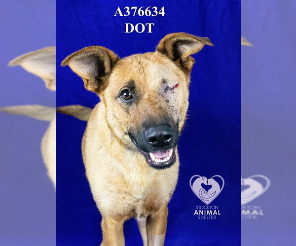 Medium Photo #3 Mutt Puppy For Sale in Stockton, CA, USA