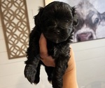 Puppy Puppy 5 Maltipoo (Miniature)