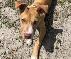American Pit Bull Terrier Puppy for sale in TAMPA, FL, USA