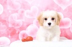 Small Cavachon