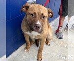 Small #1 Retriever  Mix