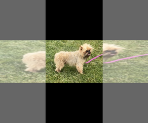 Father of the Brussels Griffon puppies born on 03/17/2026