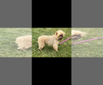 Small Photo #1 Brussels Griffon Puppy For Sale in NILES, MI, USA