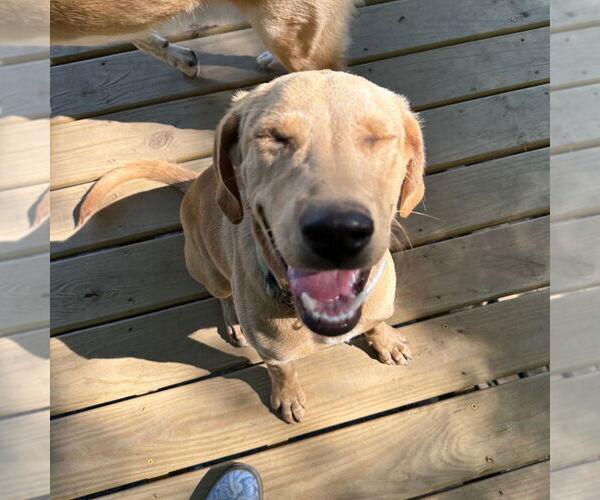 Medium Photo #3 Labrador Retriever-Unknown Mix Puppy For Sale in Canton, CT, USA