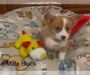 Pembroke Welsh Corgi Puppy for sale in GUTHRIE, KY, USA