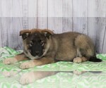 Small Photo #1 Norwegian Elkhound-Unknown Mix Puppy For Sale in FREDERICKSBG, OH, USA