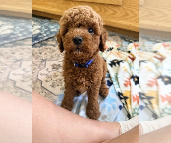 Medium Photo #1 Goldendoodle (Miniature) Puppy For Sale in HAMILTON, AL, USA