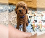 Image preview for Ad Listing. Nickname: Blue Boy