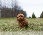 Small Photo #5 Poodle (Toy) Puppy For Sale in WARSAW, IN, USA