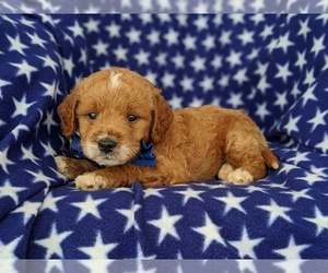 Goldendoodle Puppy for sale in KIRKWOOD, PA, USA