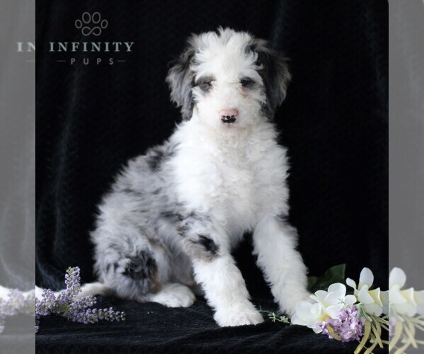 Medium Photo #1 Bernedoodle (Miniature) Puppy For Sale in GORDONVILLE, PA, USA
