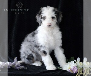 Bernedoodle (Miniature) Puppy for sale in GORDONVILLE, PA, USA