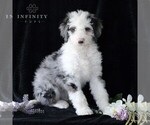 Small Photo #1 Bernedoodle (Miniature) Puppy For Sale in GORDONVILLE, PA, USA