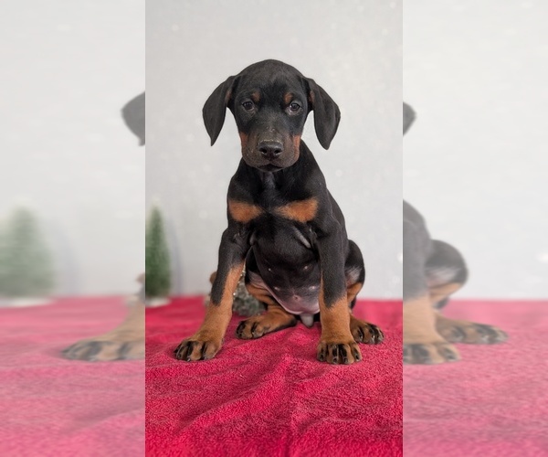 Medium Photo #65 Doberman Pinscher Puppy For Sale in GOSHEN, IN, USA