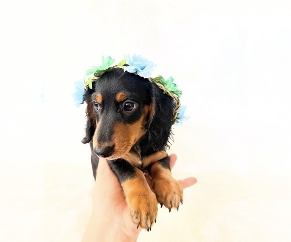 Medium Photo #7 Dachshund Puppy For Sale in DAVIS, CA, USA