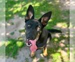 Small #2 German Shepherd Dog Mix