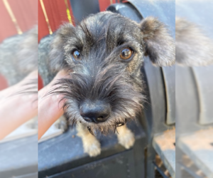 Mutt Dogs for adoption in Fort Worth, TX, USA