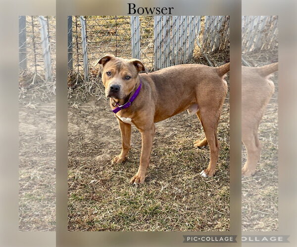 Medium Photo #1 American Pit Bull Terrier-Unknown Mix Puppy For Sale in Kewanee, IL, USA