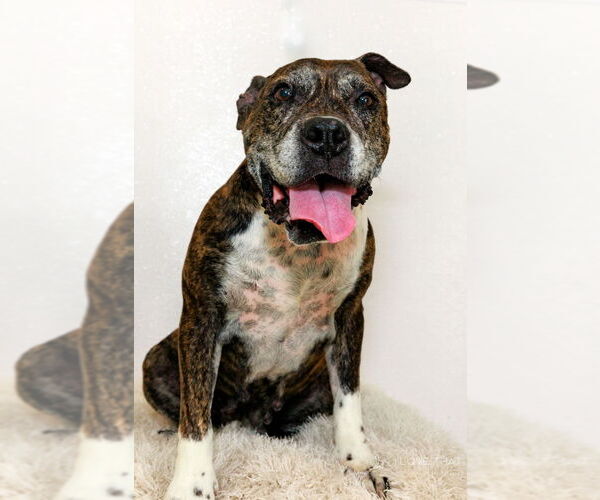 Medium Photo #5 Boxer-Unknown Mix Puppy For Sale in The Woodlands, TX, USA