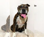 Small #4 Boxer Mix
