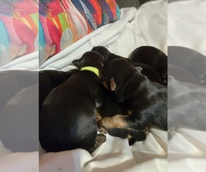 Yoranian Puppy for sale in LAUREL HILL, NC, USA