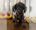 Litter of 4 - Male(s) and Female(s) Cockapoo (Miniature)Litter of Puppies for Sale - Photo #40