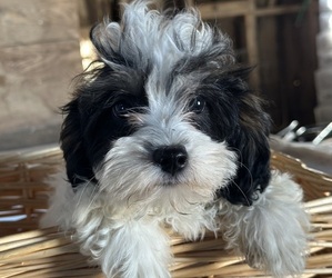 Cavapoo Puppy for sale in ATHENS, WI, USA