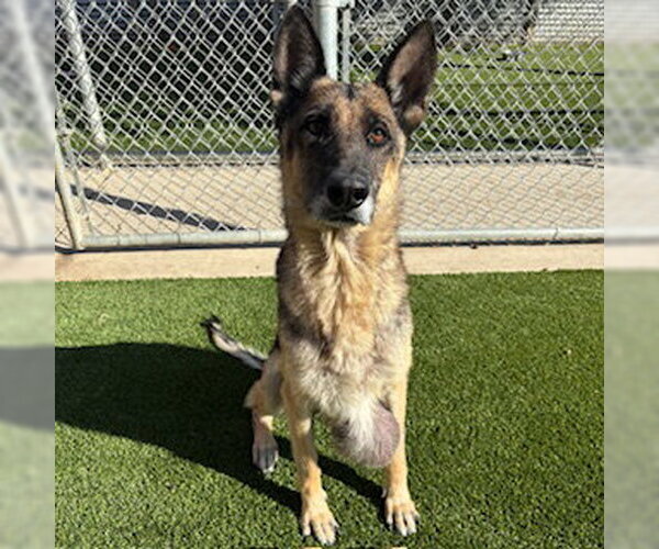 Medium Photo #2 German Shepherd Dog Puppy For Sale in Modesto, CA, USA