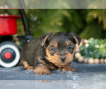 Small #1 Yorkshire Terrier