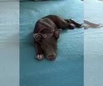 Small #7 Labrador Retriever Mix