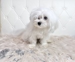 Small #20 Maltese