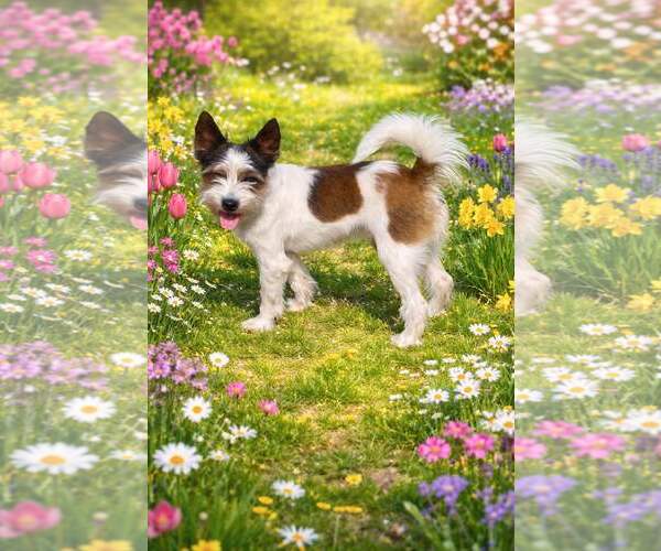 Medium Photo #3 Mutt Puppy For Sale in Yardley, PA, USA