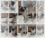 Small Pug