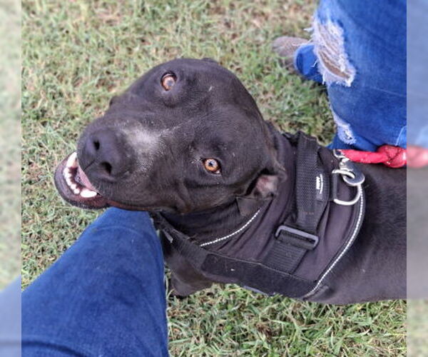 Medium Photo #2 American Pit Bull Terrier-Staffordshire Bull Terrier Mix Puppy For Sale in Mountain View, AR, USA