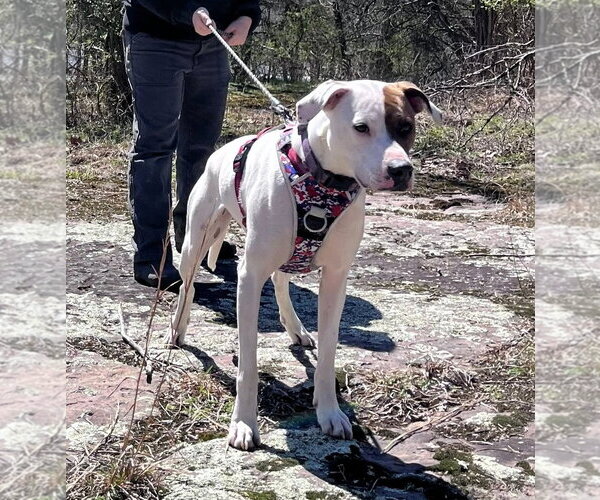 Medium Photo #4 Beagle-Unknown Mix Puppy For Sale in Hinton, WV, USA