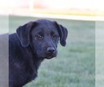 Small Photo #7 Sheprador Puppy For Sale in LOMA, CO, USA