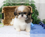 Small Photo #27 Shih Tzu Puppy For Sale in SYRACUSE, IN, USA
