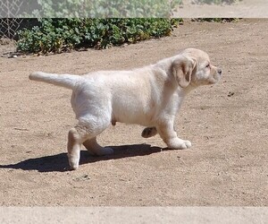 Labrador Retriever Puppy for sale in CALIENTE, CA, USA