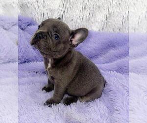 French Bulldog Puppy for sale in SANDY HOOK, KY, USA