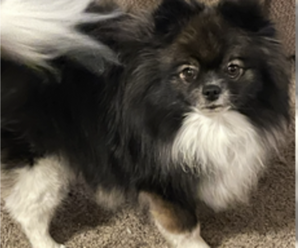 Medium Photo #1 Pomeranian Puppy For Sale in HARRISVILLE, MI, USA